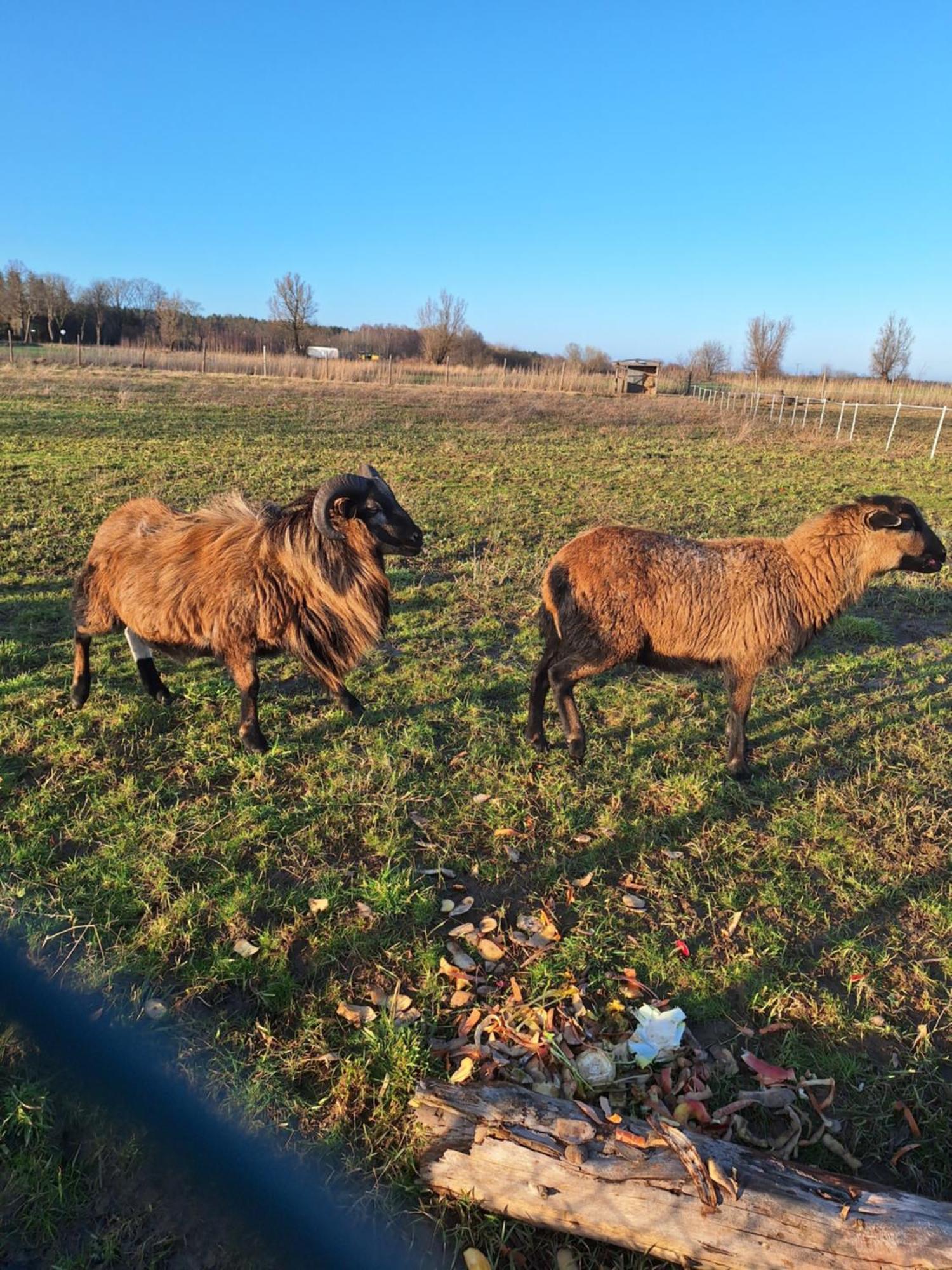 Porzeczkowe Domki Darlowo Bagian luar foto
