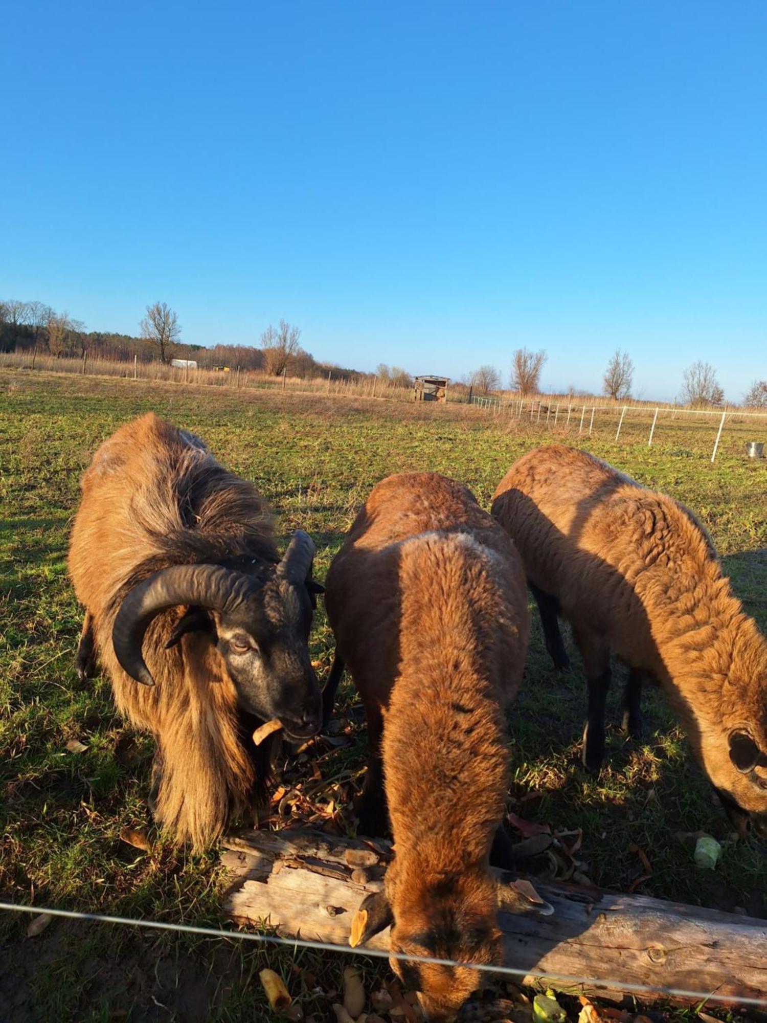 Porzeczkowe Domki Darlowo Bagian luar foto